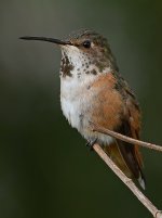Hummer40.jpg