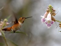 Hummer3.jpg