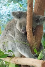 Sample A Nik Dfine manually reduced settings.jpg