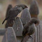 Towhee3.jpg