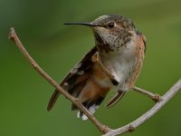 Hummer38.jpg