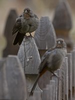 Towhee.jpg