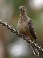 Dove2.jpg