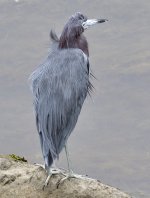 _ROY6740.JPG