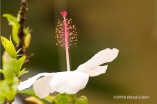 hibiscus N  LR 500_6214.jpg