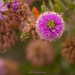 purple flower N LR 500_6164.jpg