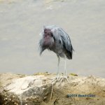 headless heron N LR 500_6181.jpg
