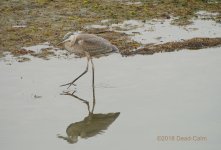 heron N LR 500_6188.jpg