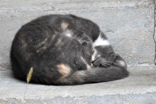 DSCN3732.jpg