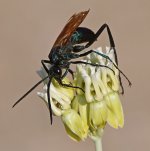 Wasp3.jpg