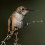Hummer5.jpg