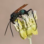 Wasp5.jpg