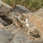 squirrel N LR 500_6155.jpg