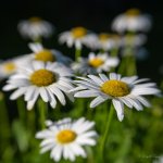 MCA_8060-2.jpg