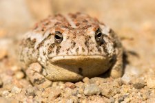 RedSpotToad-300.jpg