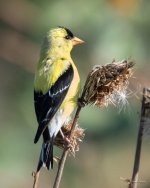 Goldfinch-335.jpg