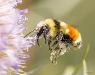 Bee-383.jpg