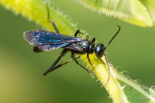 GreatBlackWasp-300.jpg