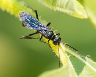 GreatBlackWasp-301.jpg