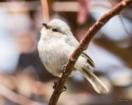Bushtit-320.jpg