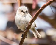 Bushtit-321.jpg