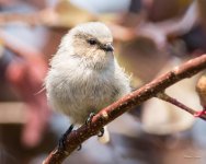 Bushtit-322.jpg