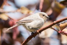 Bushtit-323.jpg