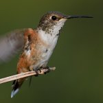 Hummer11.jpg