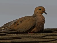 Dove2.jpg