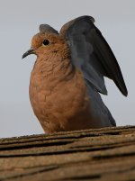 Dove3.jpg