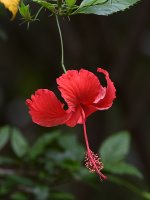 Hibiscus.jpg
