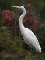 Egret.jpg