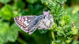 710_7487-Edit.jpg