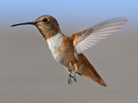 Hummer13.jpg
