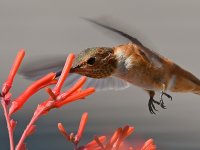 Hummer12.jpg