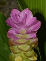 Ginger.jpg