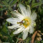 Passiflora3.jpg