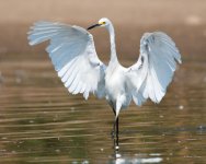 SnowyEgret-370.jpg