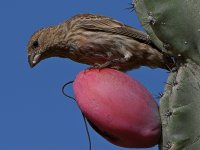 Finch2.jpg