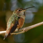 Hummer5.jpg