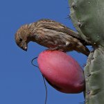 Finch.jpg