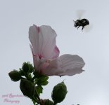 bee meets flower.jpg bee meets flower.jpg