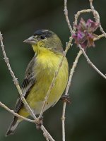 Goldfinch2.jpg