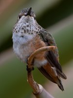 Hummer2.jpg