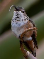 Hummer9.jpg