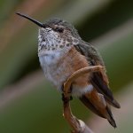 Hummer6.jpg