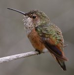 Hummer16.jpg