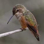Hummer17.jpg