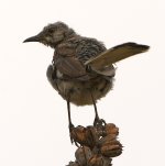 Mockingbird3.jpg
