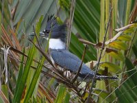 KIngfisher.jpg
